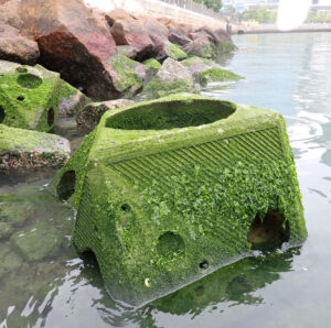 Initial Chlorophyta (green algae) accumulation on our prototypes in Tsuen Wan.